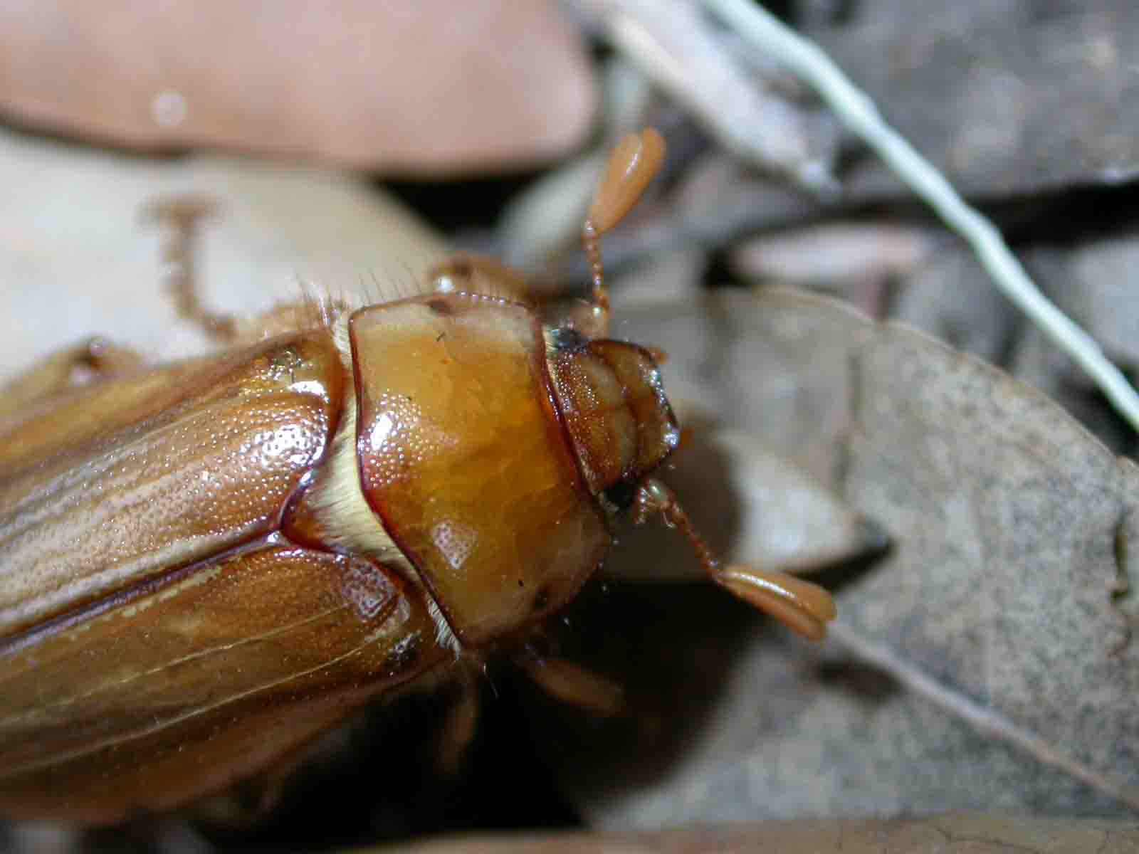 Rhizotrogus fossulatus